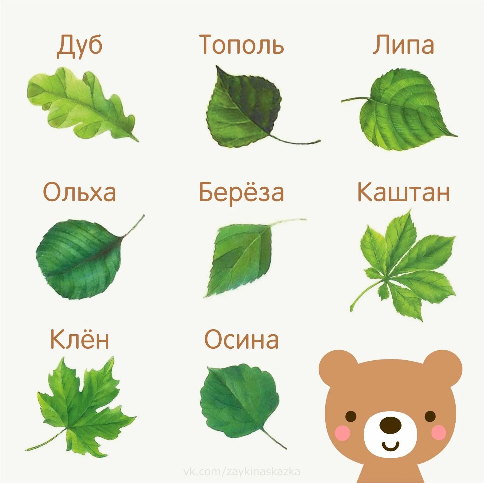 Обучи лист. С какова дерева листок. листья деревьев. листья разных деревьев. листы деревьев и их названия.