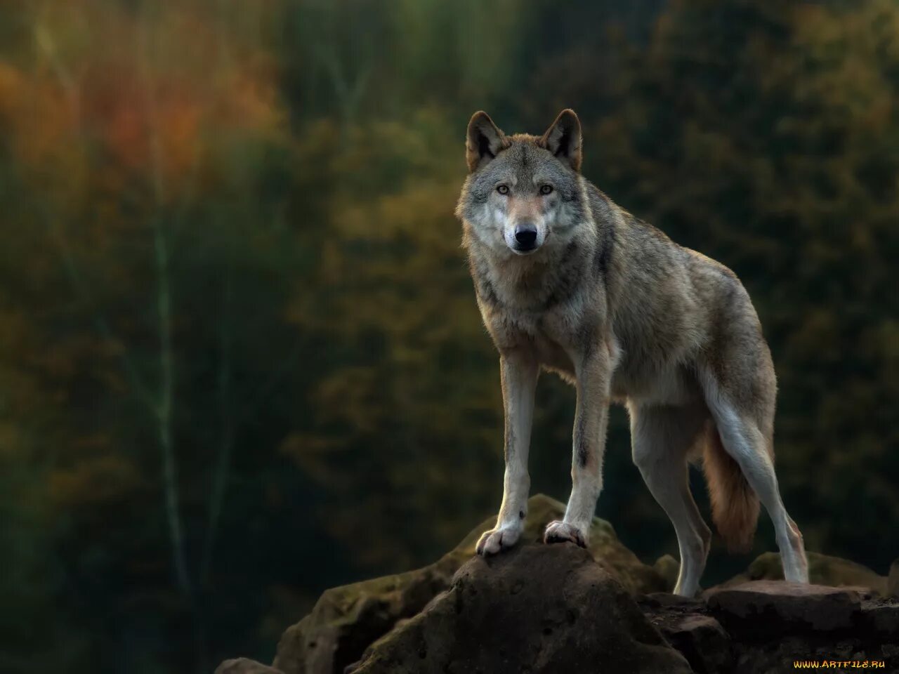 Бирюк волк. Волк серый. Красивый волк. Дикий зверь 8