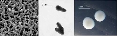 Rhizobium атомный номер вещества