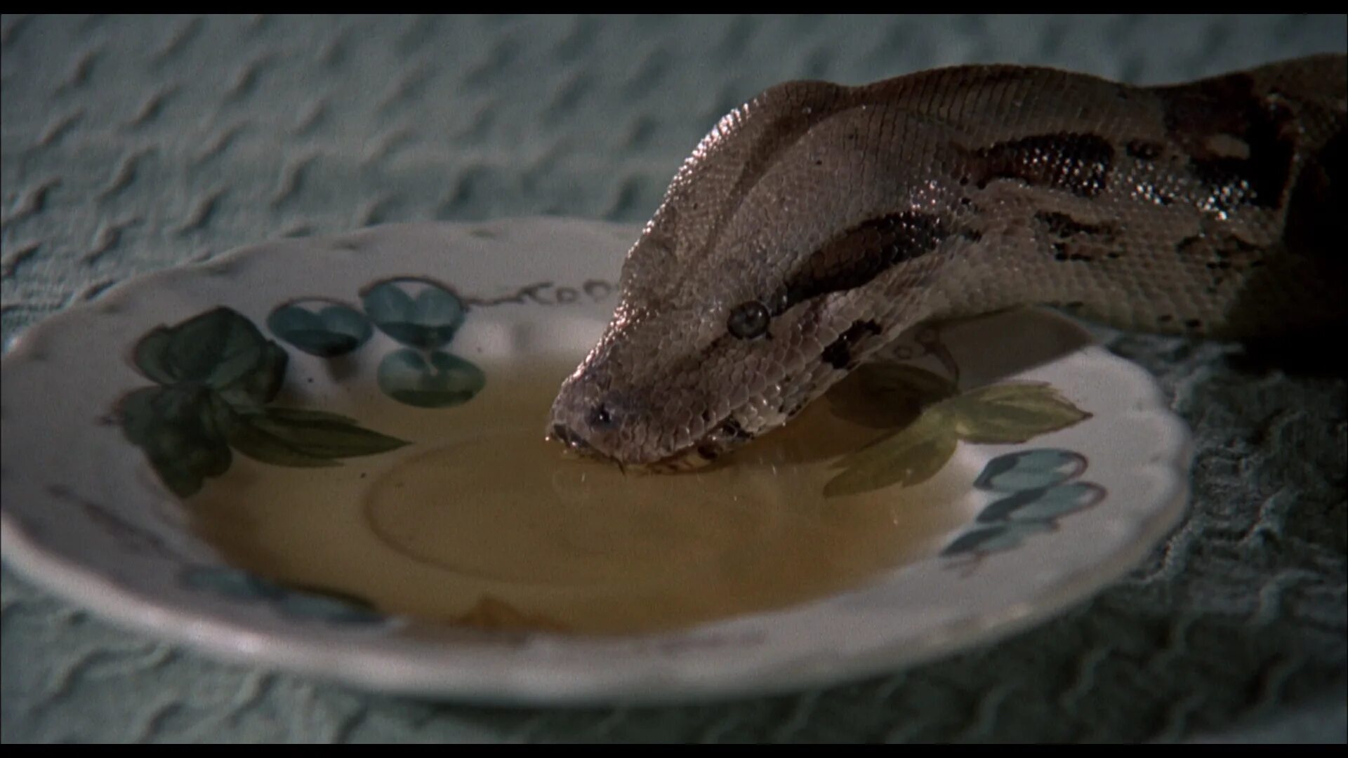 Змеи gif. Змеи пьют воду. Гиф со змеями.