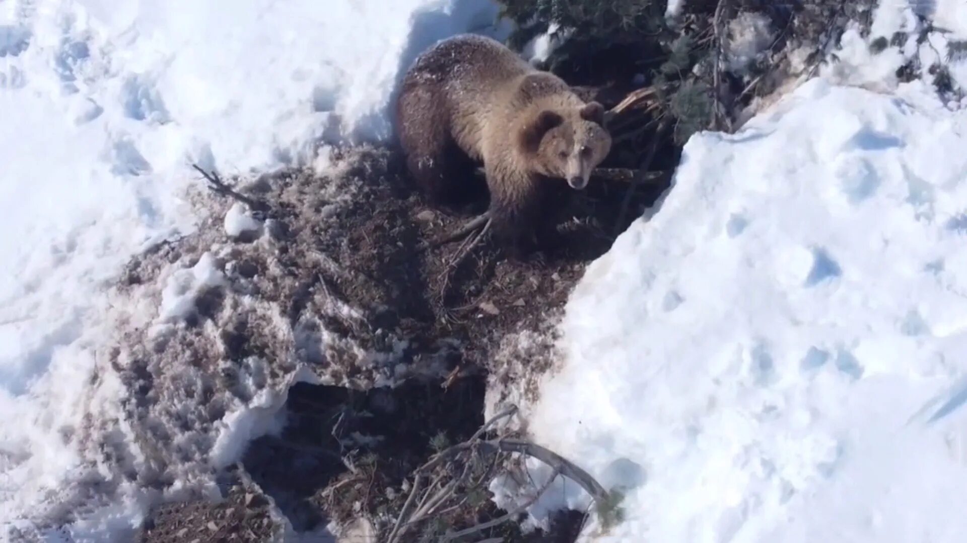 медвежья берлога берлога медведя. лапландский заповедник медведь. берлога медведя. бурый медведь в берлоге. медведь после зимней спячки.
