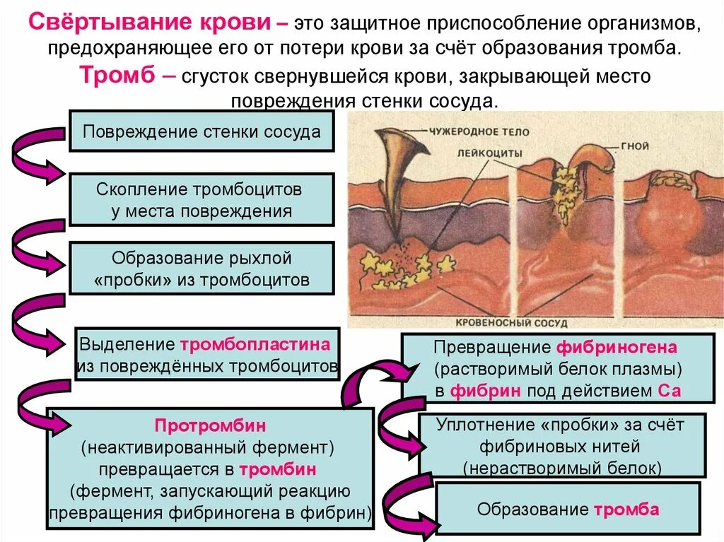 Функция свертывания крови выполняют. Процесс образования тромба схема. Свертывание крови образование тромба. Процесс свертывания крови. Процесс свертываемости крови.