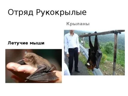 Теория рукокрылых