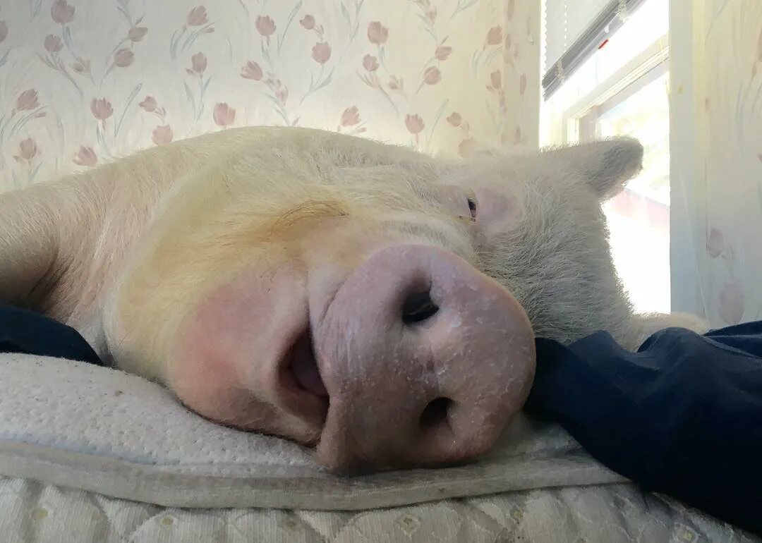 сонный поросенок. поросенок. сон свинка. поросенок. свинья на диване.