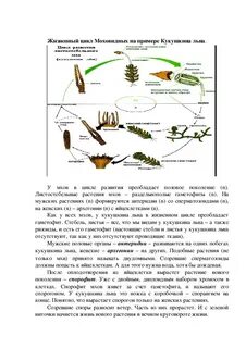 Последовательность стадий жизненного цикла кукушкиного льна