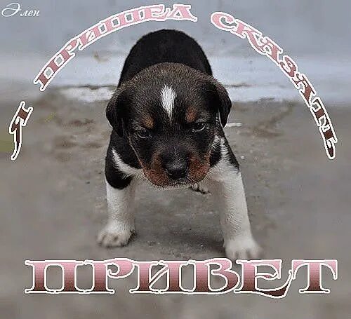 Привет прикольные. Привет картинки прикольные. Карточки для фотосессии новорожденных привет мир. Открытка с собаками с хорошим днем. Открытки привет это я.