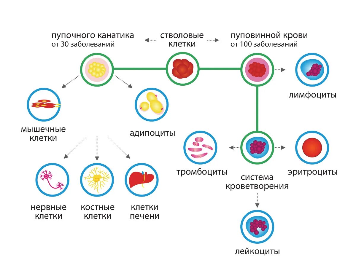 Гемопоэтические стволовые клетки. Стволовые клетки пуповины. Стволовые клетки крови. Стволовые клетки пуповинной крови. Стволовая клетка крови
