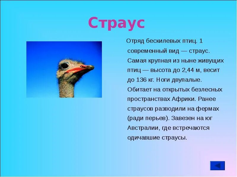 Отряд страусы. Отряды птиц страусообразные. отряд страусовые птицы. строение страусообразных птиц.