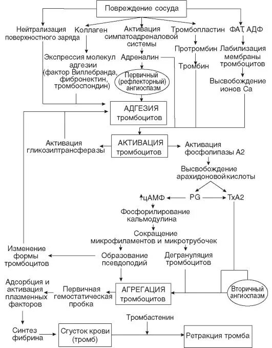 Патофизиология гемостаза