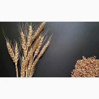 Характеристика сорта еланчик