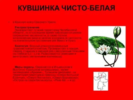 Растения из красной книги урала