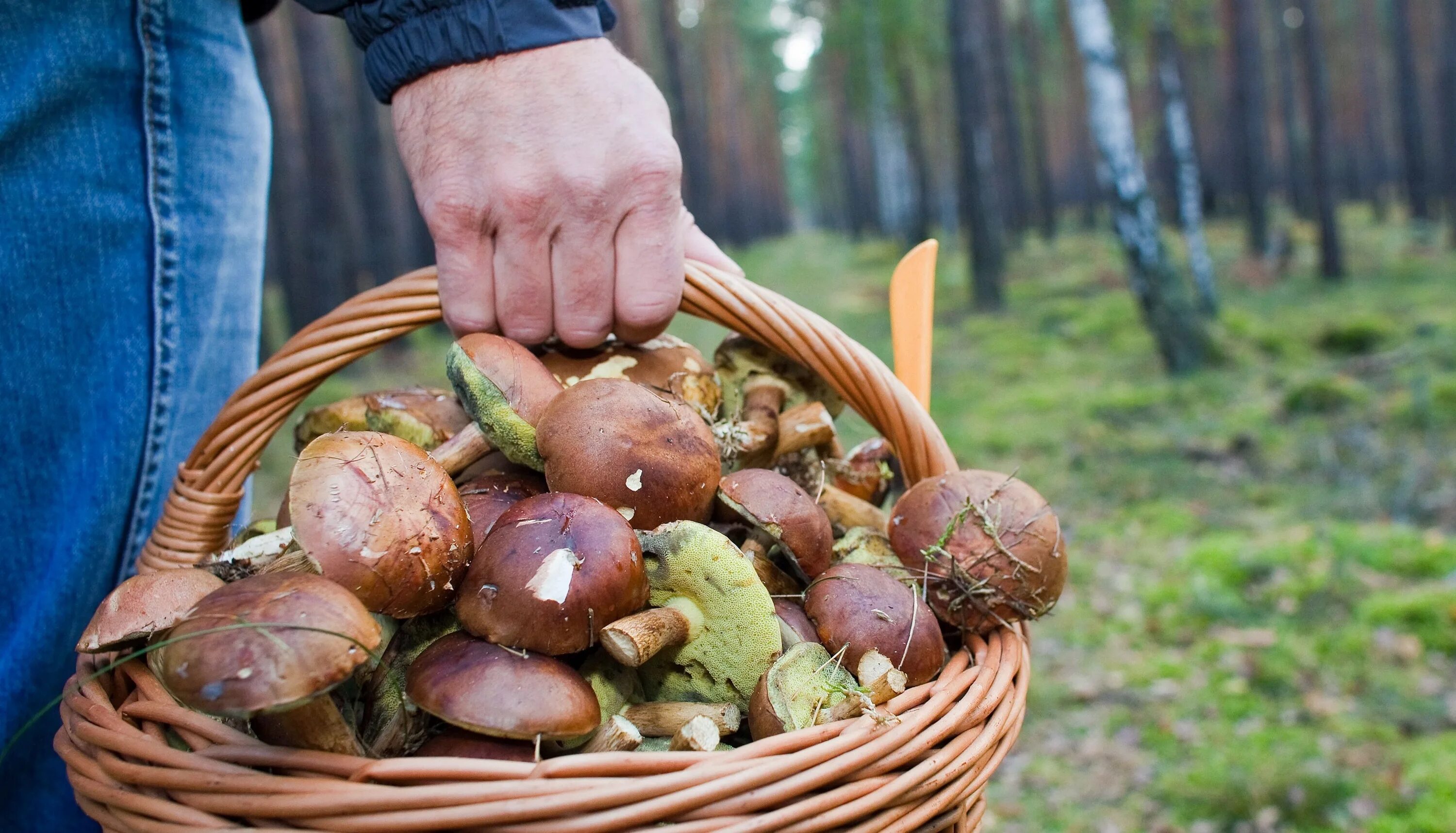 сбор грибов в лесу. мальчик с грибами. люди собирают грибы. грибы в лесу. грибы в лесу.