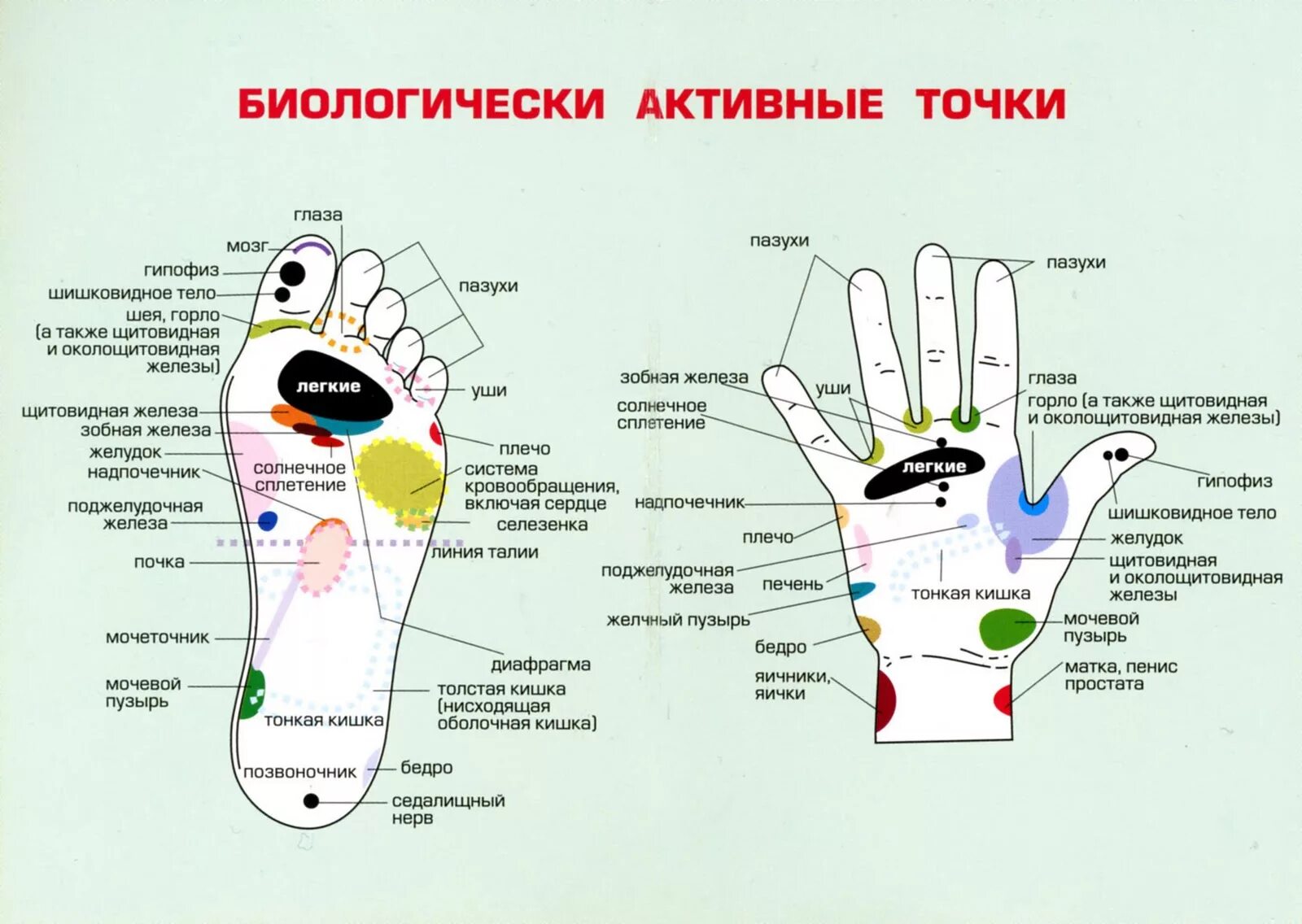  Массаж – воздействует на биологически активные точки.. Биологические активные точки на теле человека улучшить здоровью. Акупунктура тела человека схема болевые точки. Аккупунктура и аккупунктурные точки на теле человека.