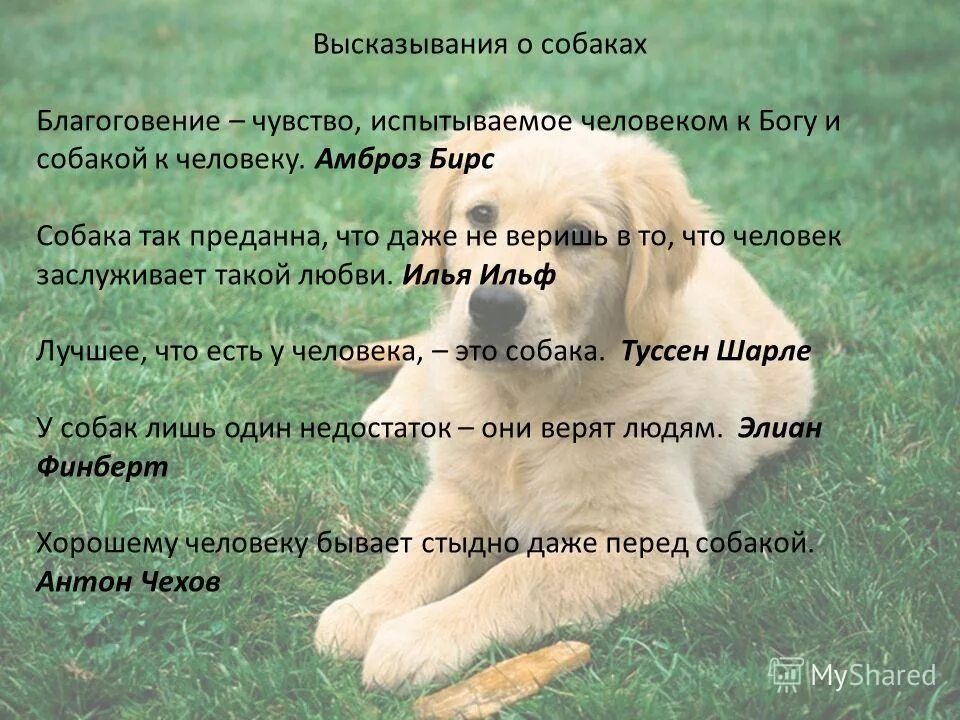 Синонимы к слову собака. Антонимы к слову собака. Лучшие высказывания про собак. Приметы про животных. Пес и собака синонимы.