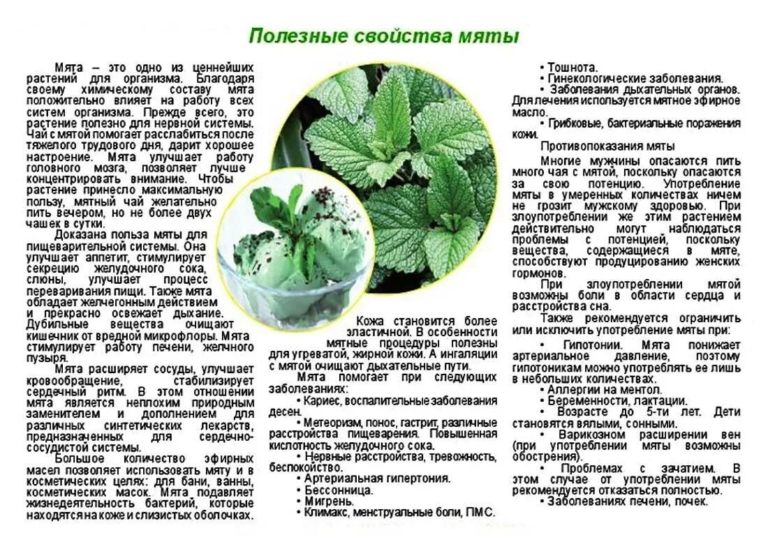 Сколько давать кошачью мяту