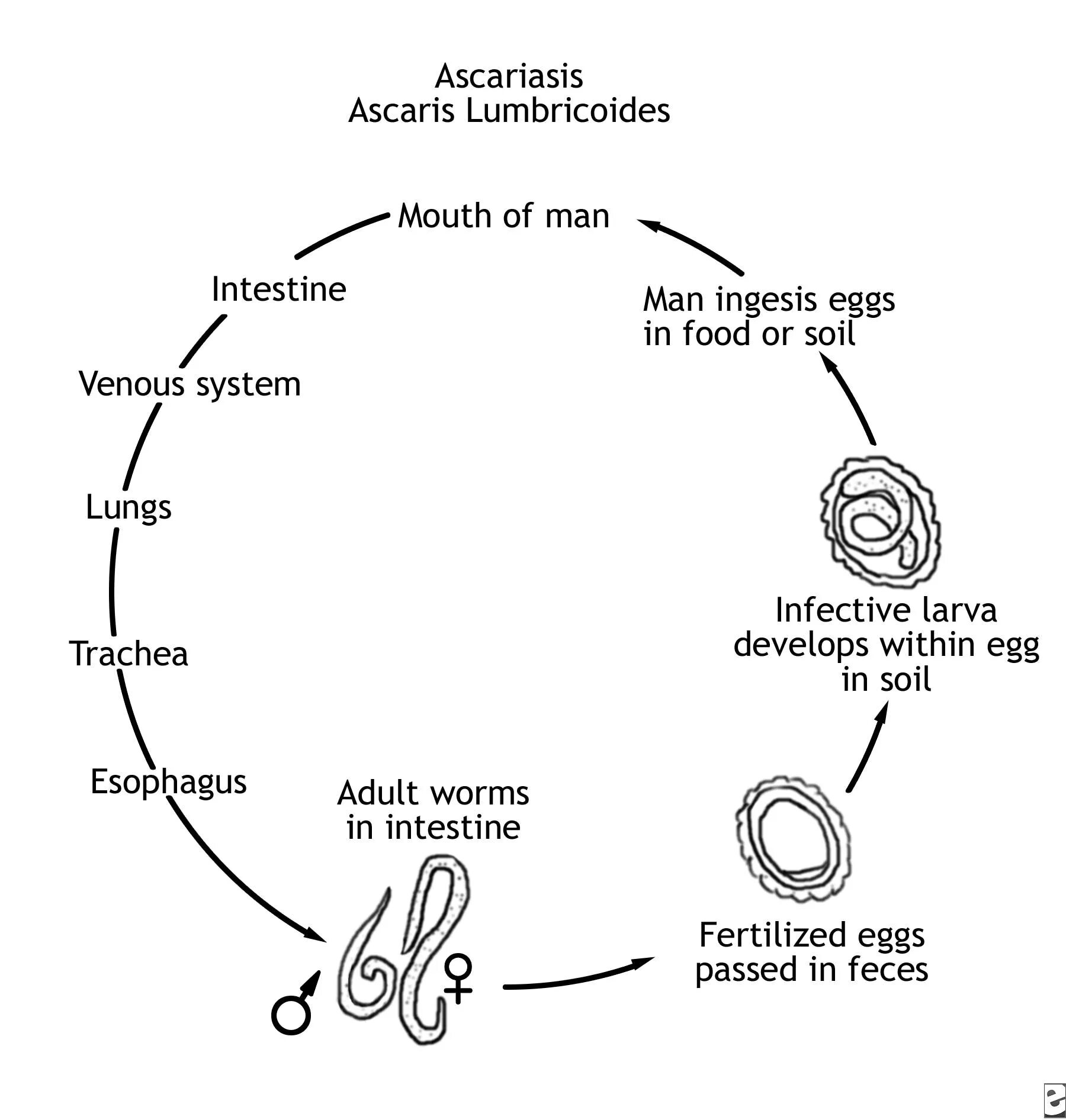 Аскарида человеческая жизненный цикл. Ascaris lumbricoides жизненный цикл. Схема цикла развития свиной аскариды. Цикл развития Ascaris lumbricoides. Ascaris lumbricoides цикл.