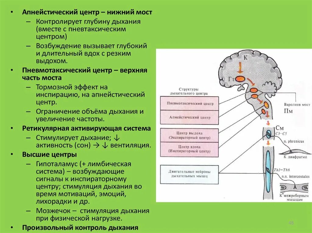 Что самое важное при работе с дыханием. Структурно-функциональная организация дыхательного центра. Дыхательные центры физиология схема. Строение дыхательного центра физиология. Пневмотаксический дыхательный центр.