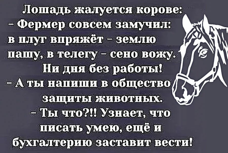 Анекдоты про лошадей. Анекдоты про лошадей смешные. Анекдот про коня. Конь прикол.