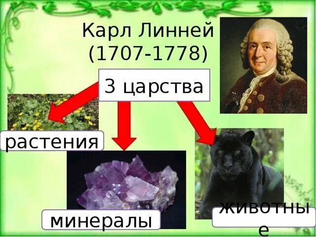 Линней классификация животных. Линней растения животные минералы.