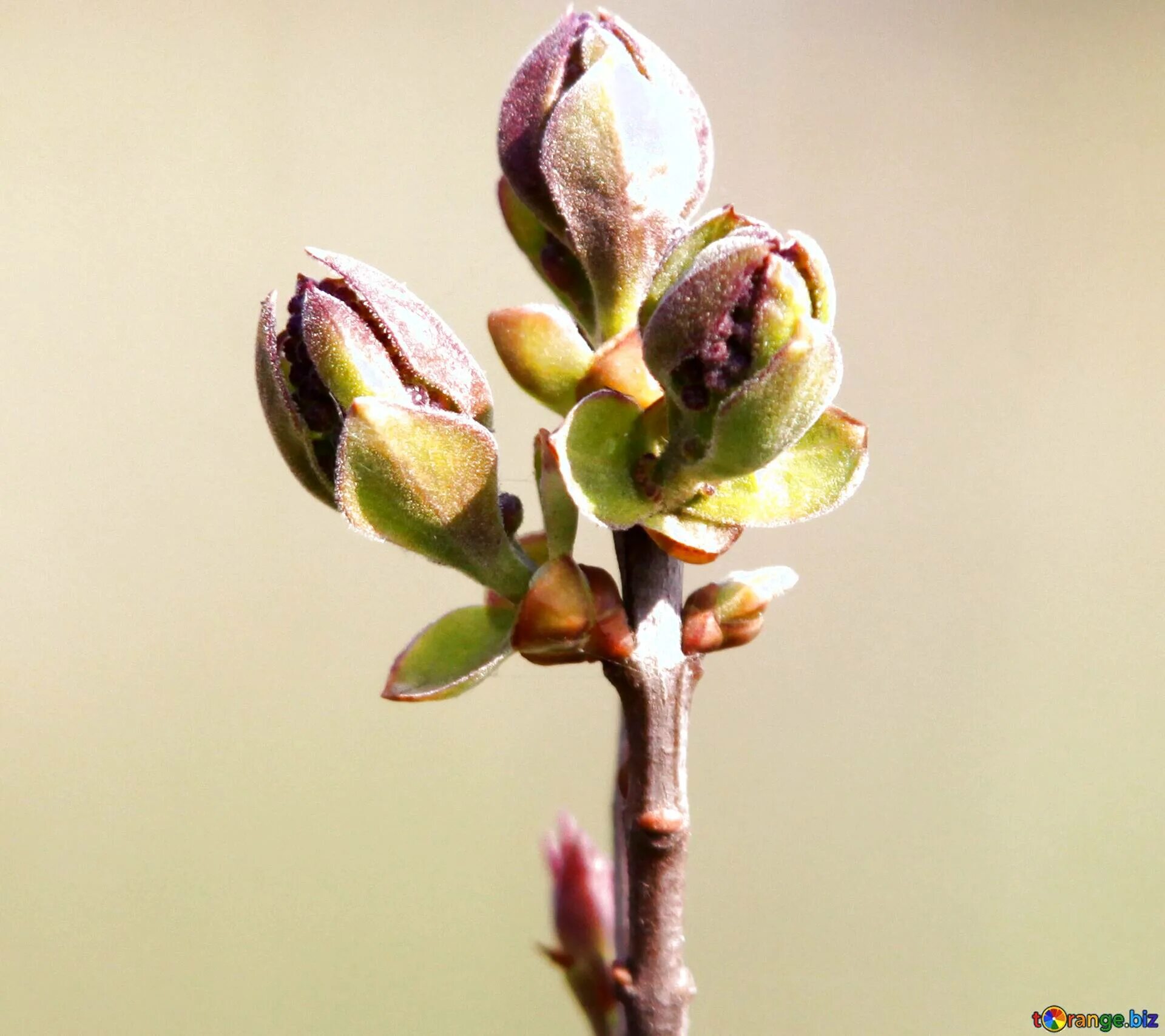 ива козья почки. зачаточный стебель у генеративной почки. строение почки,почечная чешуя. соцветие клена. лиственница курильская шишки.