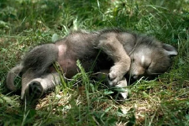 спящий волчонок. волк с волчатами. щенок спит. волк лежит. спящий волк.