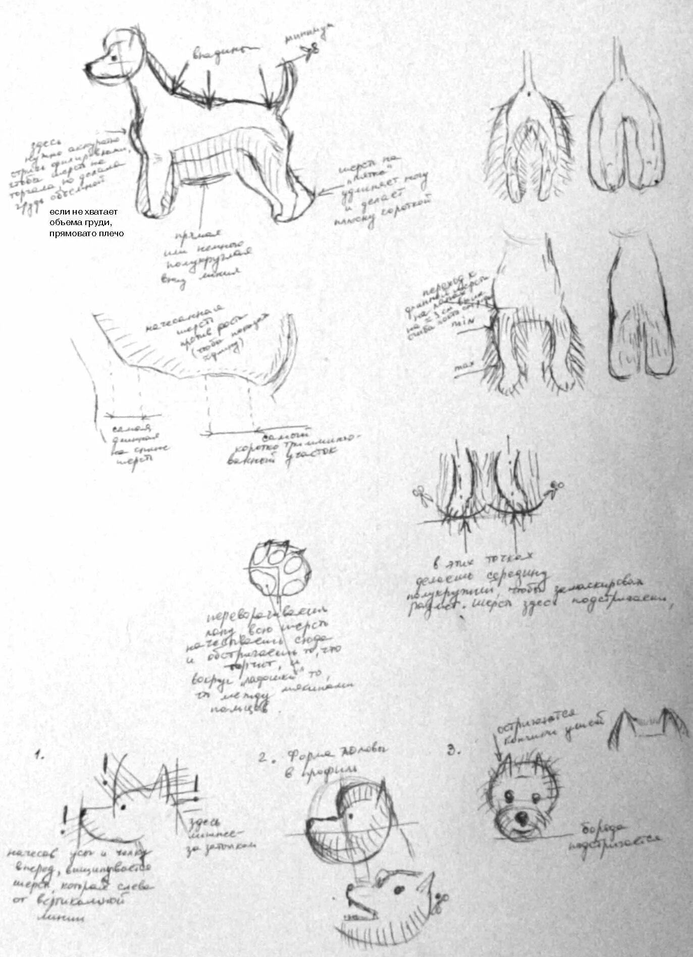 Стрижка стрижка йоркширского терьера схема. Голова йоркширского терьера стандарт. Рисунки по клеточкам йоркширский терьер. Схема йоркширского терьера. Силуэт йоркширского терьера для вышивки.
