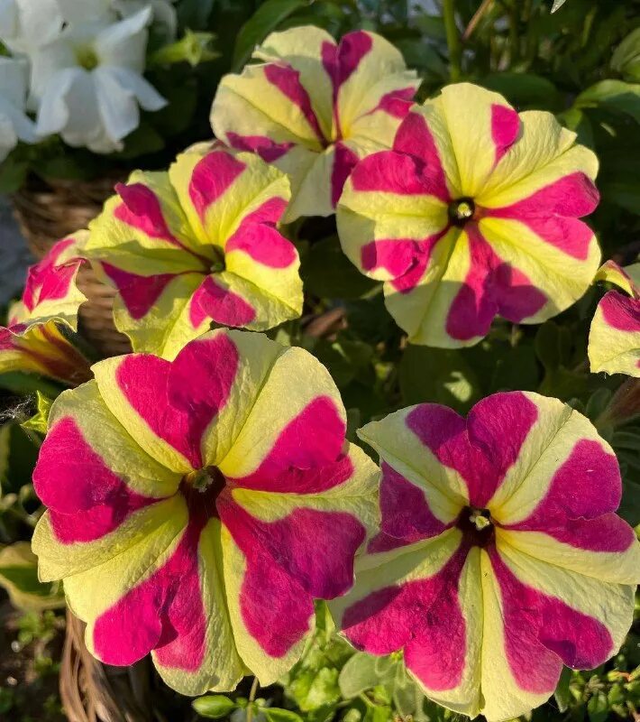 Петуния софистика лайм биколор. Петуния грандифлора софистика лайм грин. Петуния софистика лайм. Петуния грандифлора софистика лайм грин. Петуния sophistica lime green.