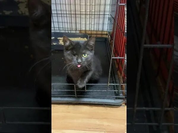 Помощь животным можга. Приют для животных можга. зоогородок. зоогородок котодетки фото. зоогородок “котодетки” вид сверху.
