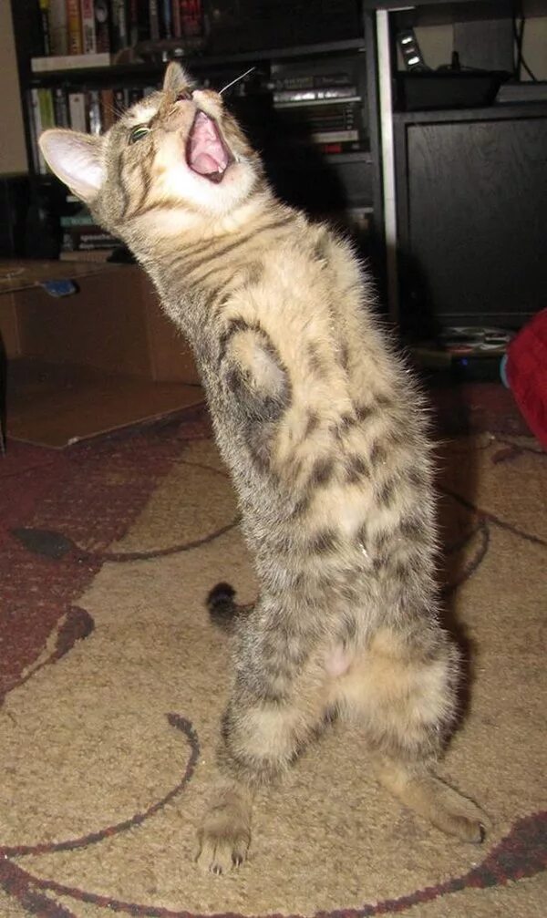 Шотландская вислоухая кошка породы кошек. Стоящая кошка. Кошка выгибает спину. Завести котенка. Почему коты стоят.