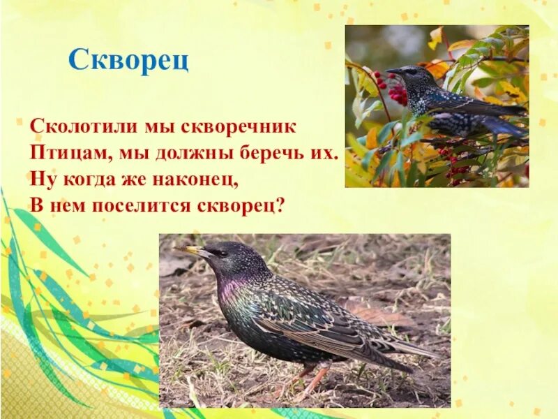 Скворец для дошкольников. Загадка про скворца для детей. Скворец описание. Скворец описание для детей. Загадка о скворце 2