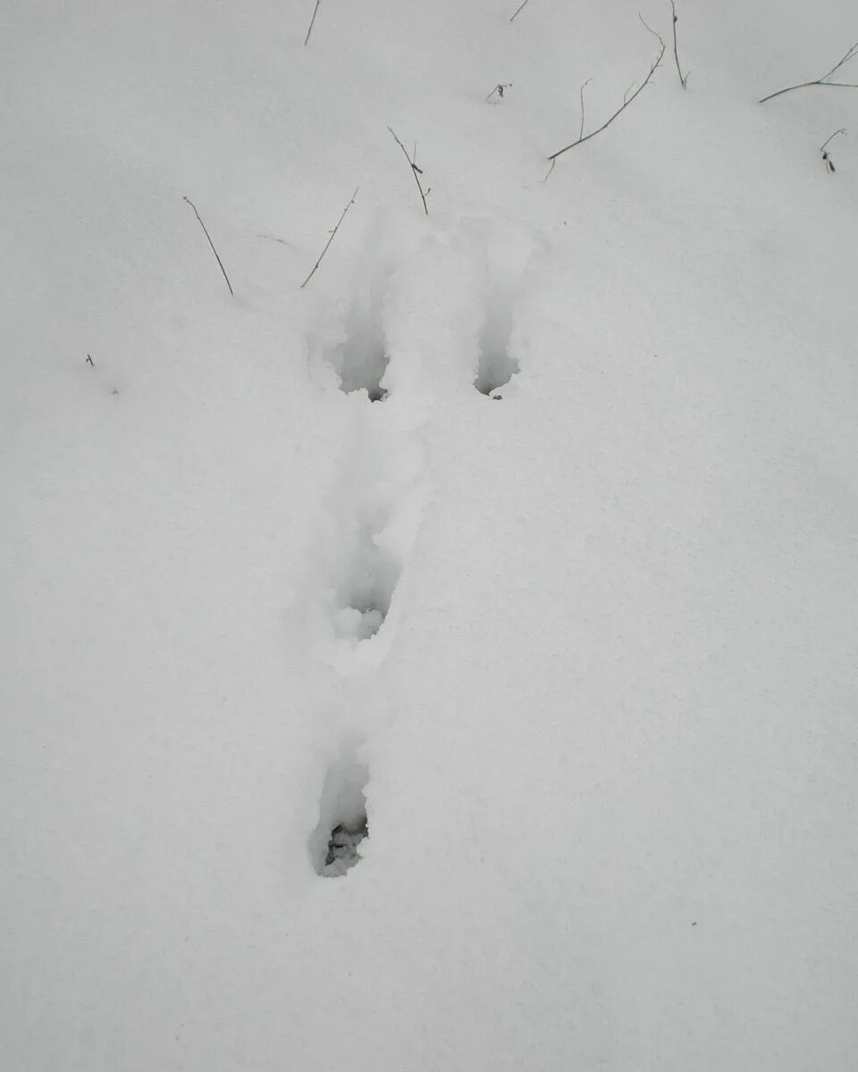следы зайца на снегу. лисьи заячьи и медвежьи следы. как определить направление зайца по следам. тропление зайца зимой схема. заячьи следы как пишется правильно.
