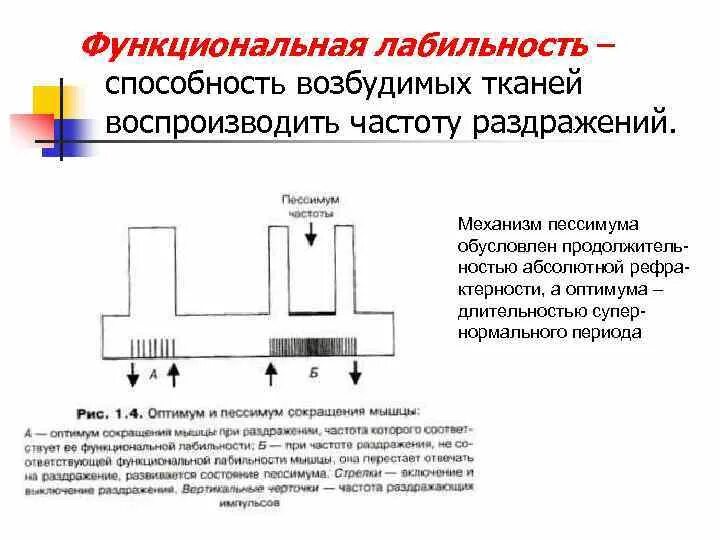 Лабильность (функциональная подвижность. Функциональная лабильность ткани. Функциональная лабильность физиология. Лабильность физиология возбудимых тканей. Лабильность это физиология