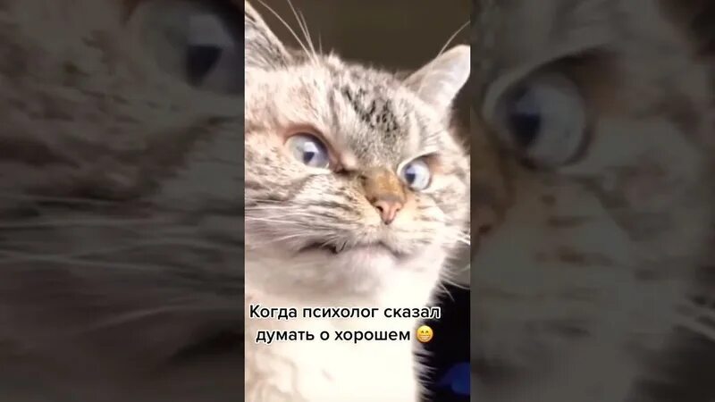 Психолог сказал песня. Психологи говорят если человек. Мне мой психолог сказал напиши. Психолог сказал песня. Когда психолог сказал завести кошку.