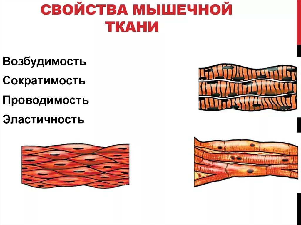 Изображение поперечно полосатой скелетной мышечной ткани. Клетки поперечно-полосатой мышечной ткани. Поперечно Скелетная мышечная ткань. Изображения скелетной поперечнополосатой мышечной ткани. Изображение гладкой мышечной ткани.