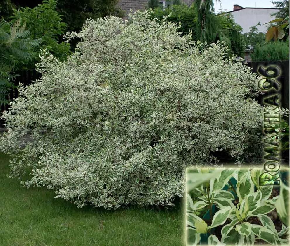 дерен белый элегантиссима. дерен диаметр кроны. дерен элегантиссима. дерен белый элегантиссимоописание. дерен шпета.