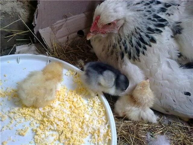 Наседка сколько яиц. Наседка высиживает цыплят. Клушка высиживает цыплят. Курица высиживает цыплят. Курица высиживает яйца.