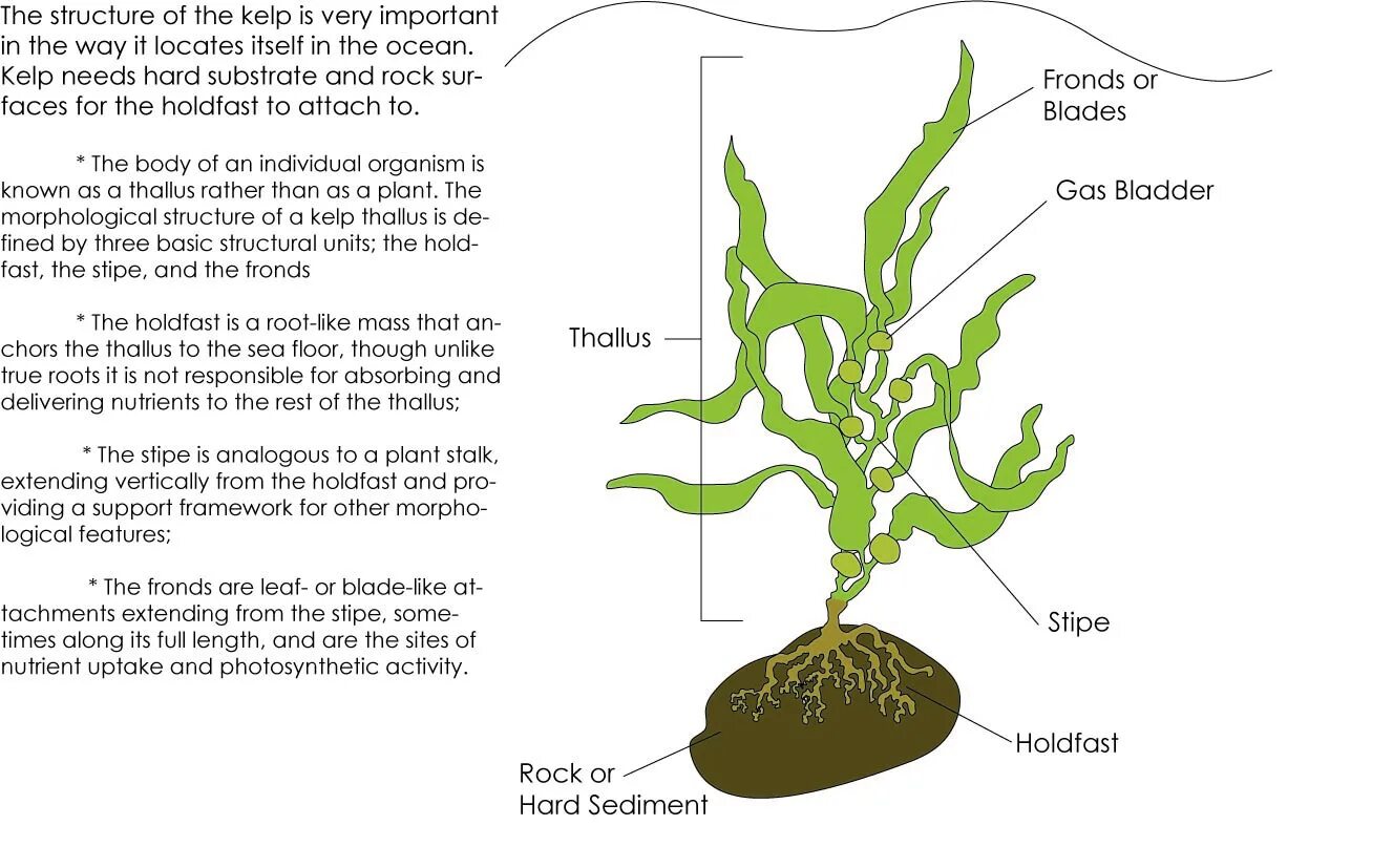 True roots. Келп растение. Саргассум водоросль строение. Kelp thallus. Саргассум строение с подписями.