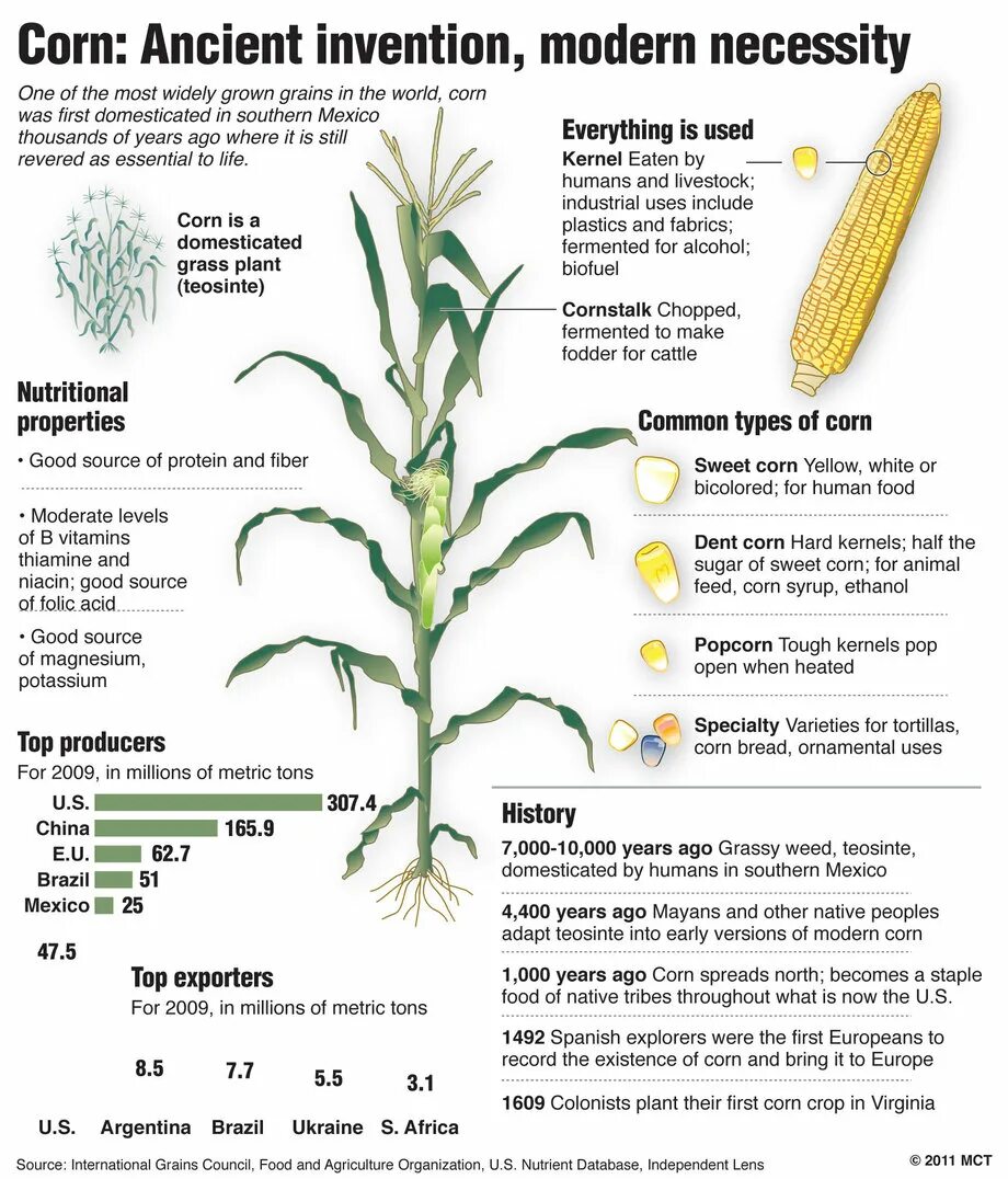Corn maize разница. Кукуруза початок. Maize перевод. Кукуруза шайнрок. Maize перевод.