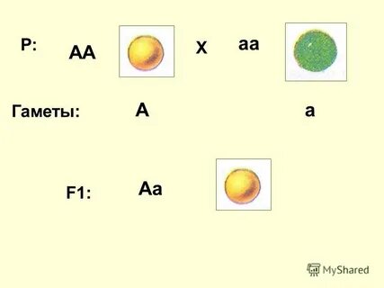 Аа аа скрещивание
