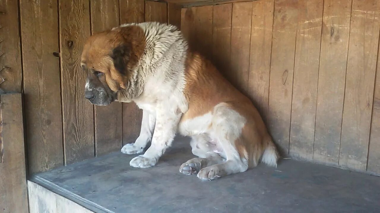 Алабай спаривание. Бугай алабай. Кринжовый морды алабаев. Бугай алабай якут и эрна великого уродами ответ. Бугай собака.