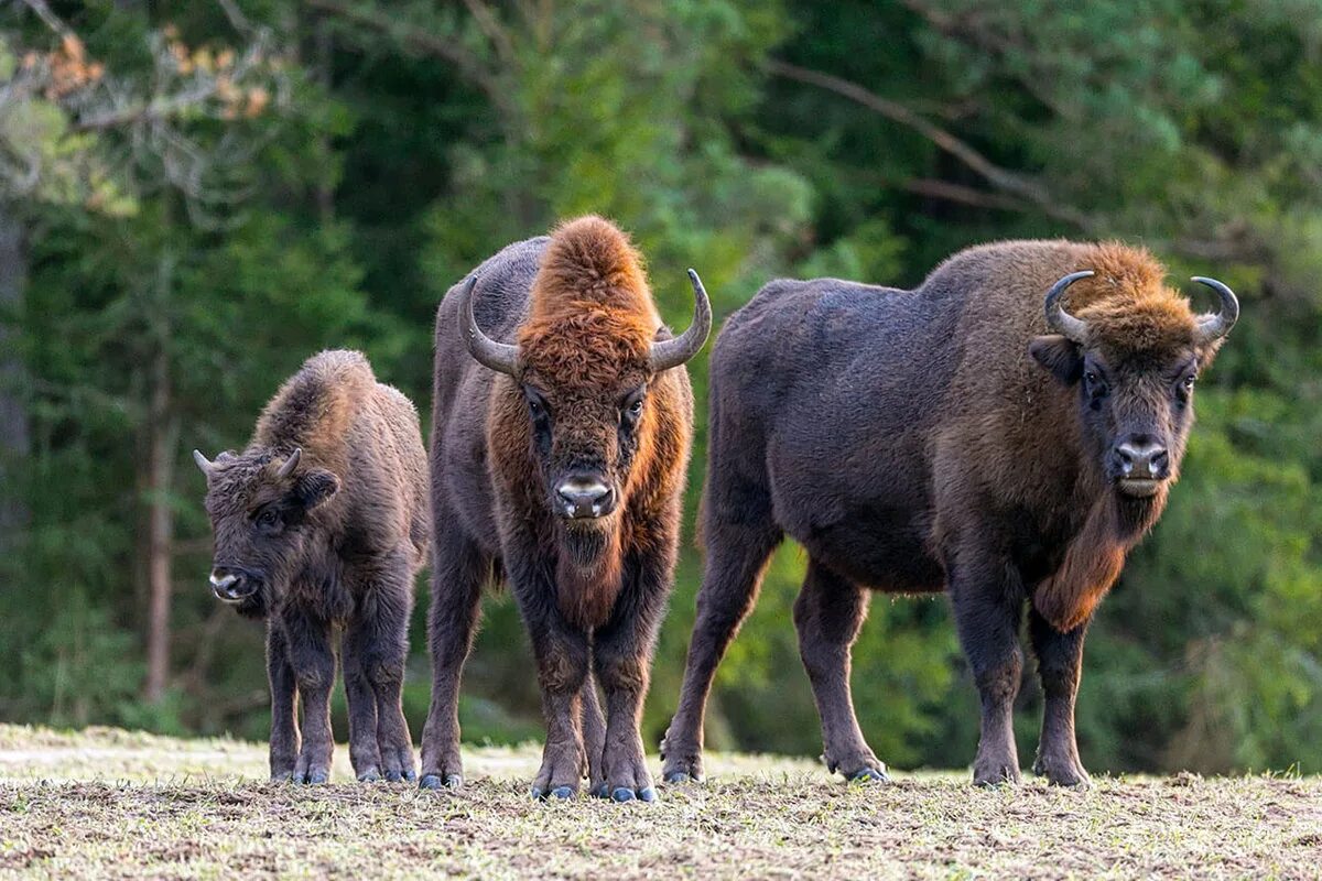 Беловежская пуща зубры. Беловежская пуща бизоны. Кавказско-беловежский зубр в тебердинском заповеднике. Какие зубры. Зубр румыния.