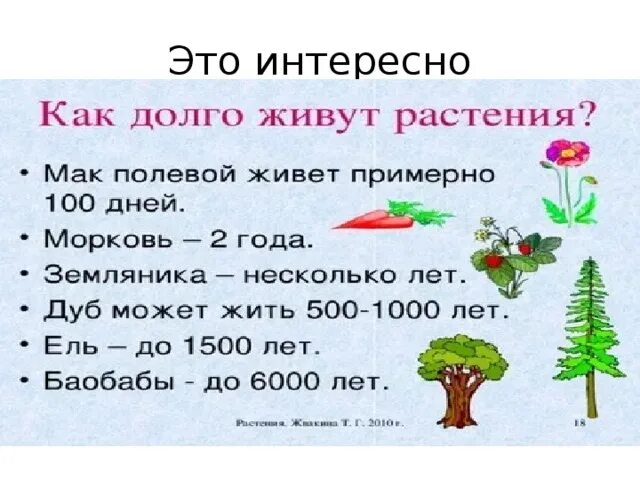 Интересно что некоторые растения живут очень долго. Как долго живут растения. как долго живут растения 3. какие растения живут очень долго. сообщение о как долго живут растения.