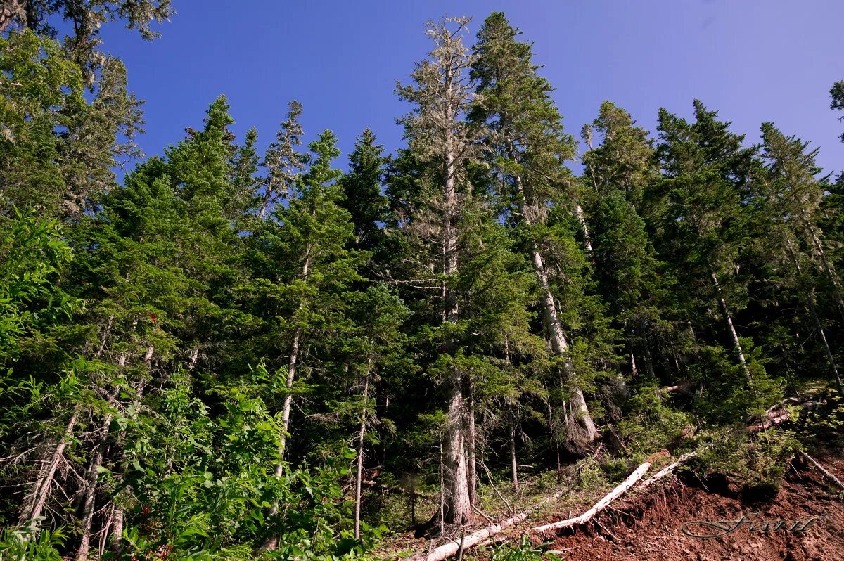 еловые леса область. лес ельник. еловый лес. ель елово широколиственные леса. еловые леса область.