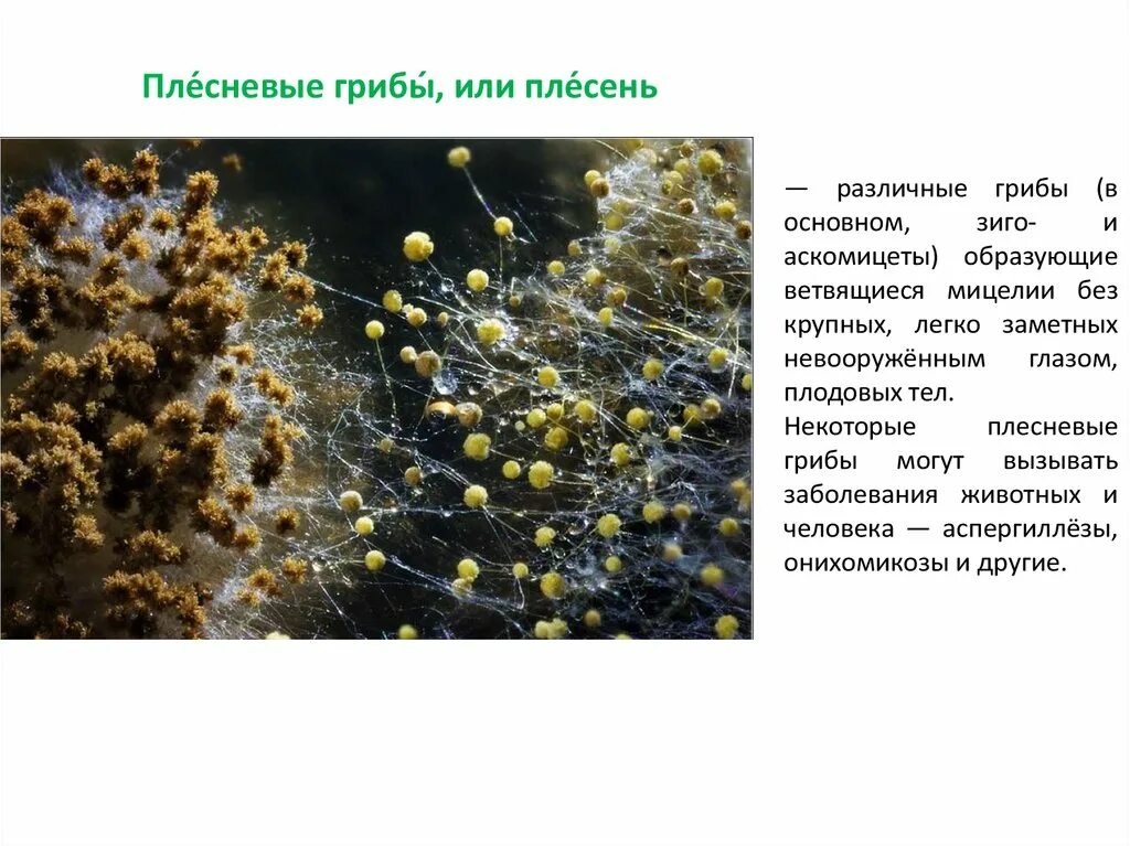 Плесневые грибы и дрожжи 7 класс. Мицелиальные плесневые грибы. Плесневые грибы грибы образующие. Плесневые грибы грибы образующие. Плесень гриб мукор.