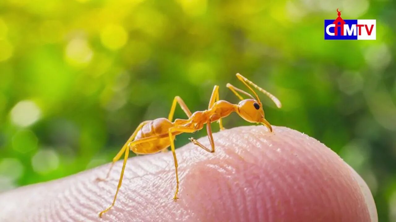 Lasiusflavus (жёлтый садовый муравей). Муравьи лазиус. Муравьи lasius flavus. Мучные муравьи. Lasius flavus желтый земляной.