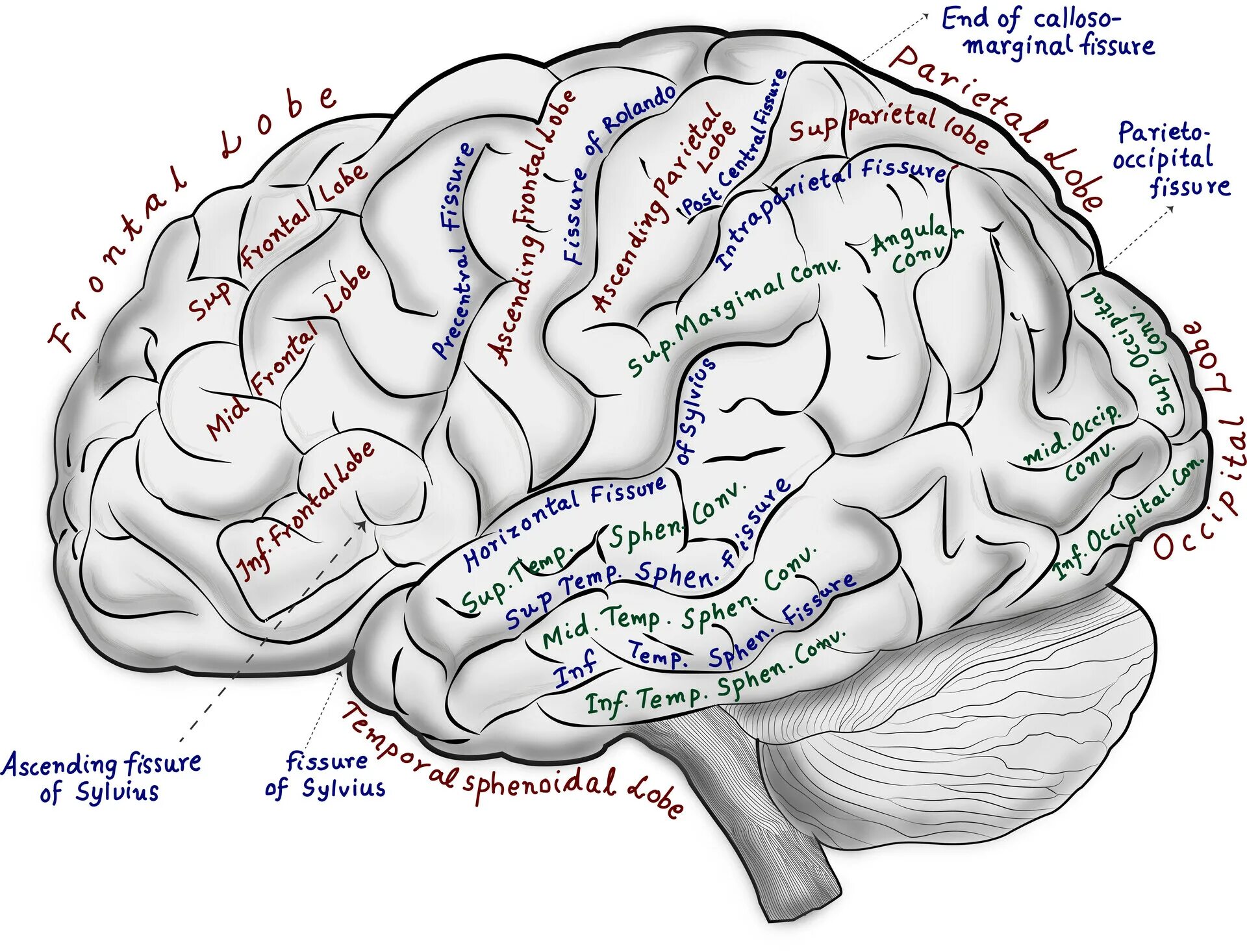 Brain first. Доктор Брейн Dr. Brain. Январь мозг Spark.