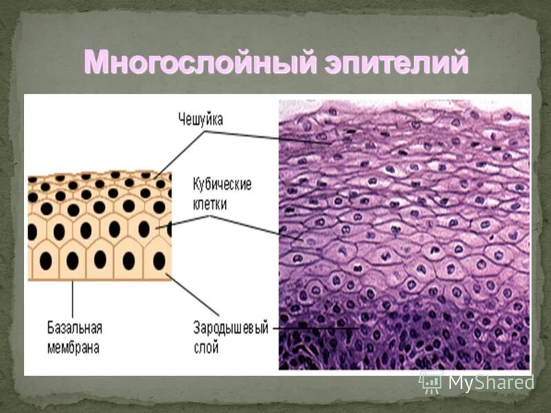 Межклеточное вещество находится