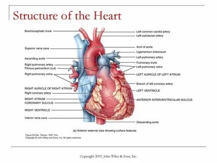 Map of the heart