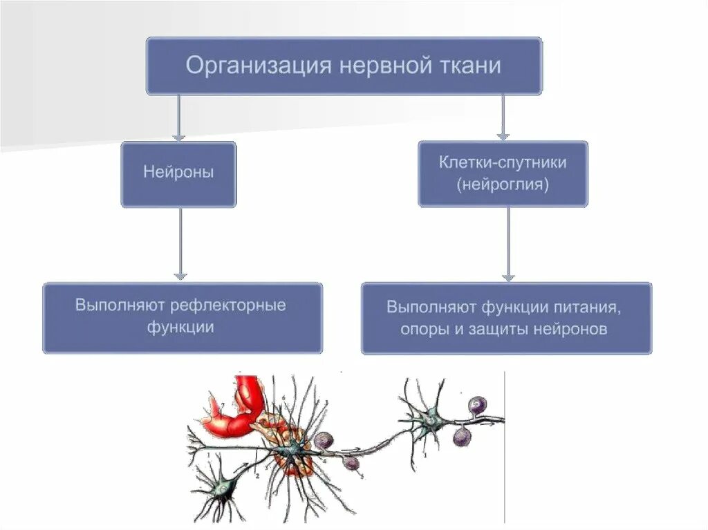 Классификация нервной ткани схема. Строение нервной ткани таблица. Тканевые элементы органов нервной системы таблица. Схема классификации нейронов и клеток глии.