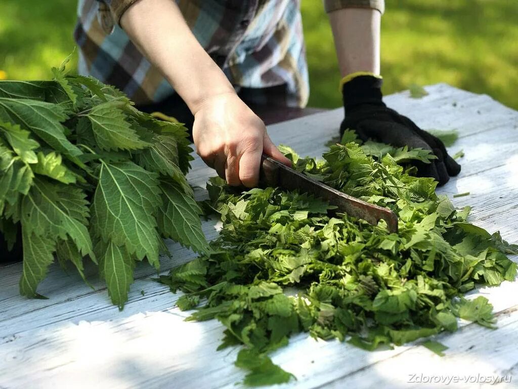 Крапива двудомная сырье. Крапива. Крапива трава. Сбор крапивы. Крапива двудомная заготовка.